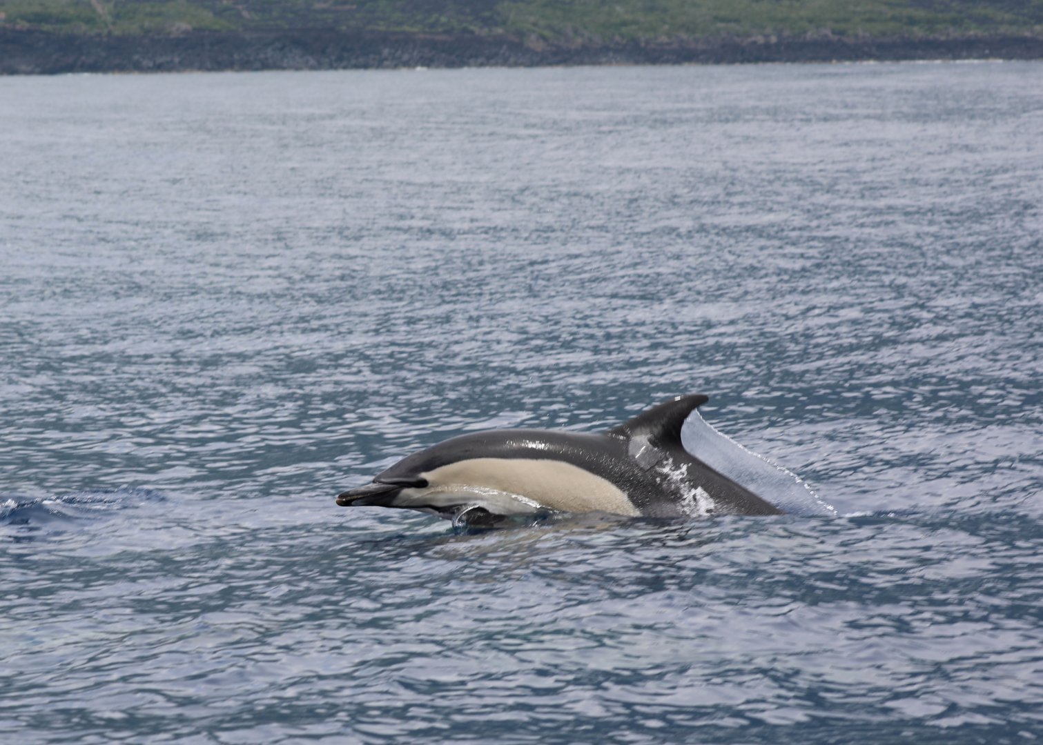 Short-beaked Common Dolphin (Delphinus delphis)