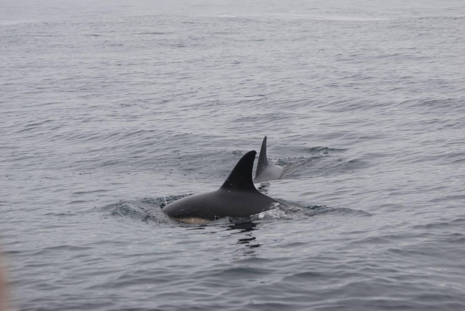 Short-beaked Common Dolphin - off Grassholm/the Smalls, 01/08/11