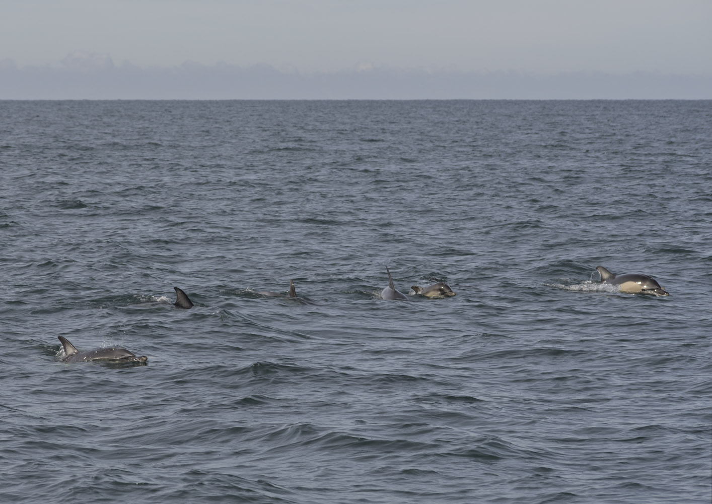 Short-beaked common dolphin pod