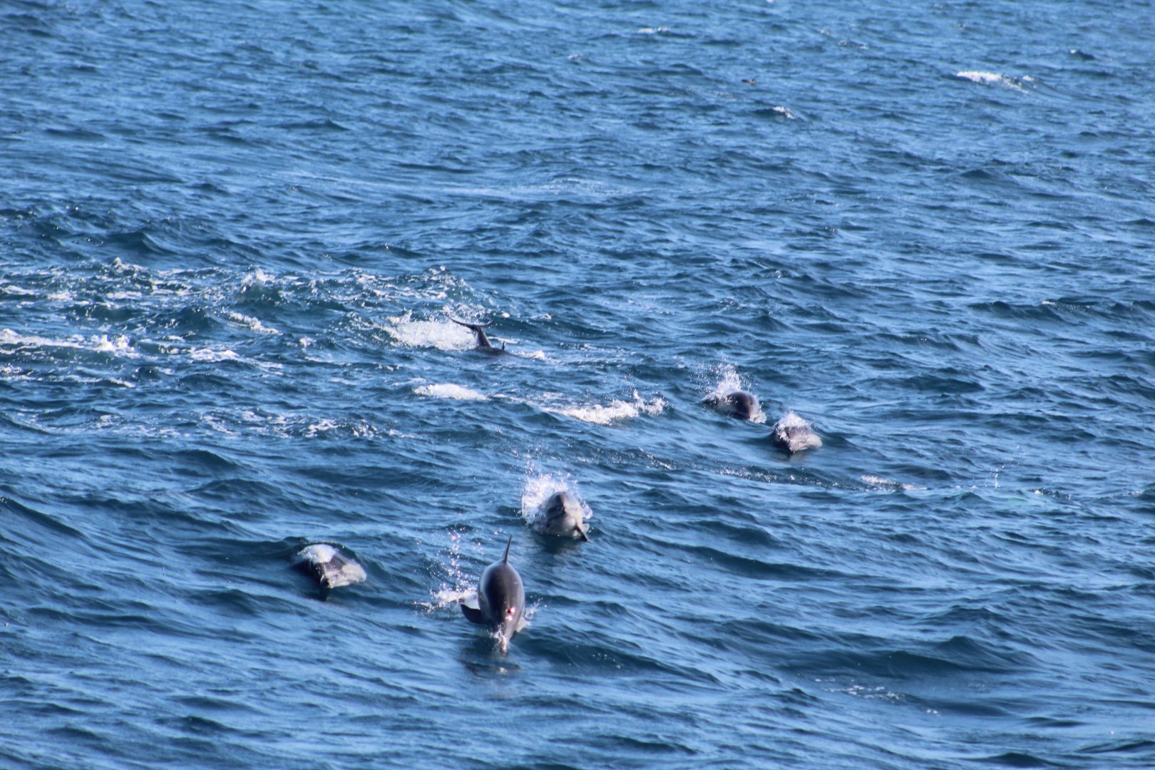 Short-beaked common dolphin