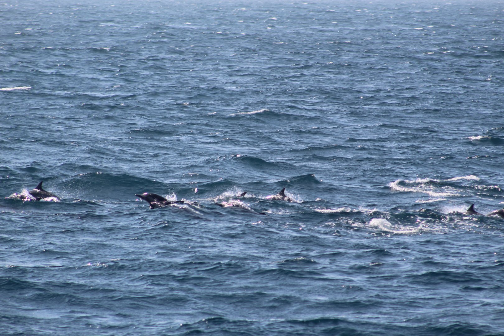 Short-beaked common dolphin