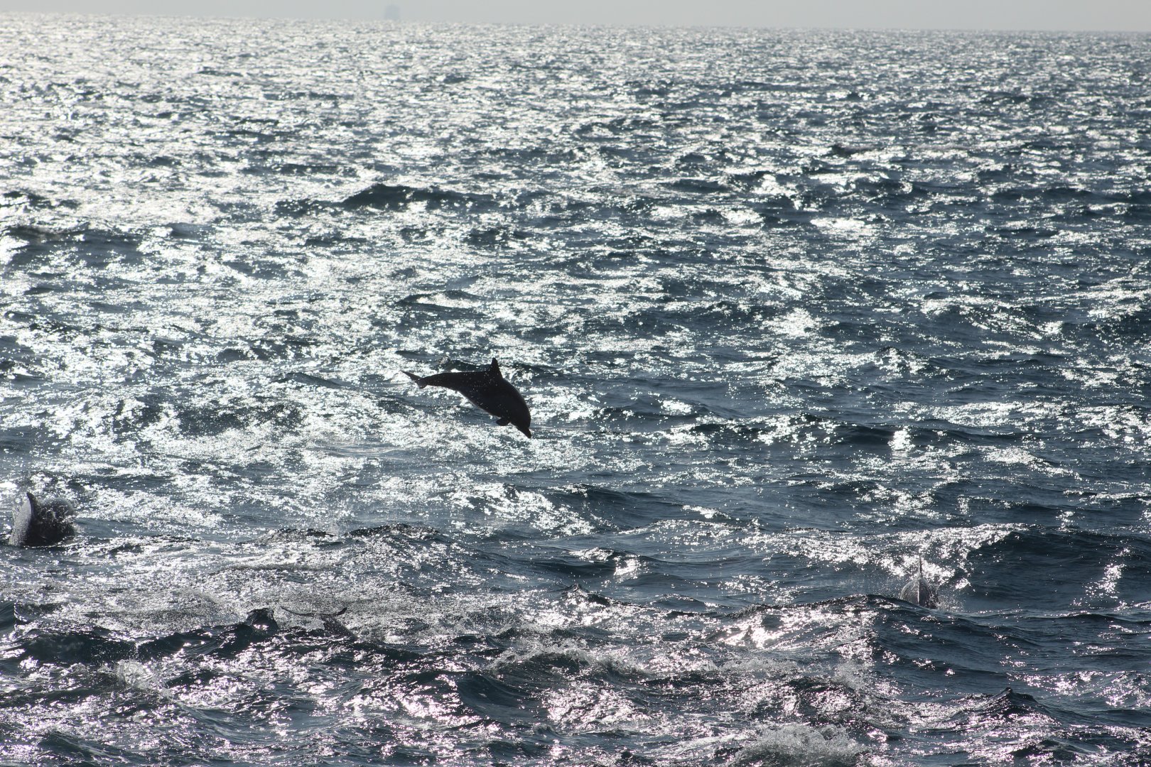 Short-beaked common dolphin