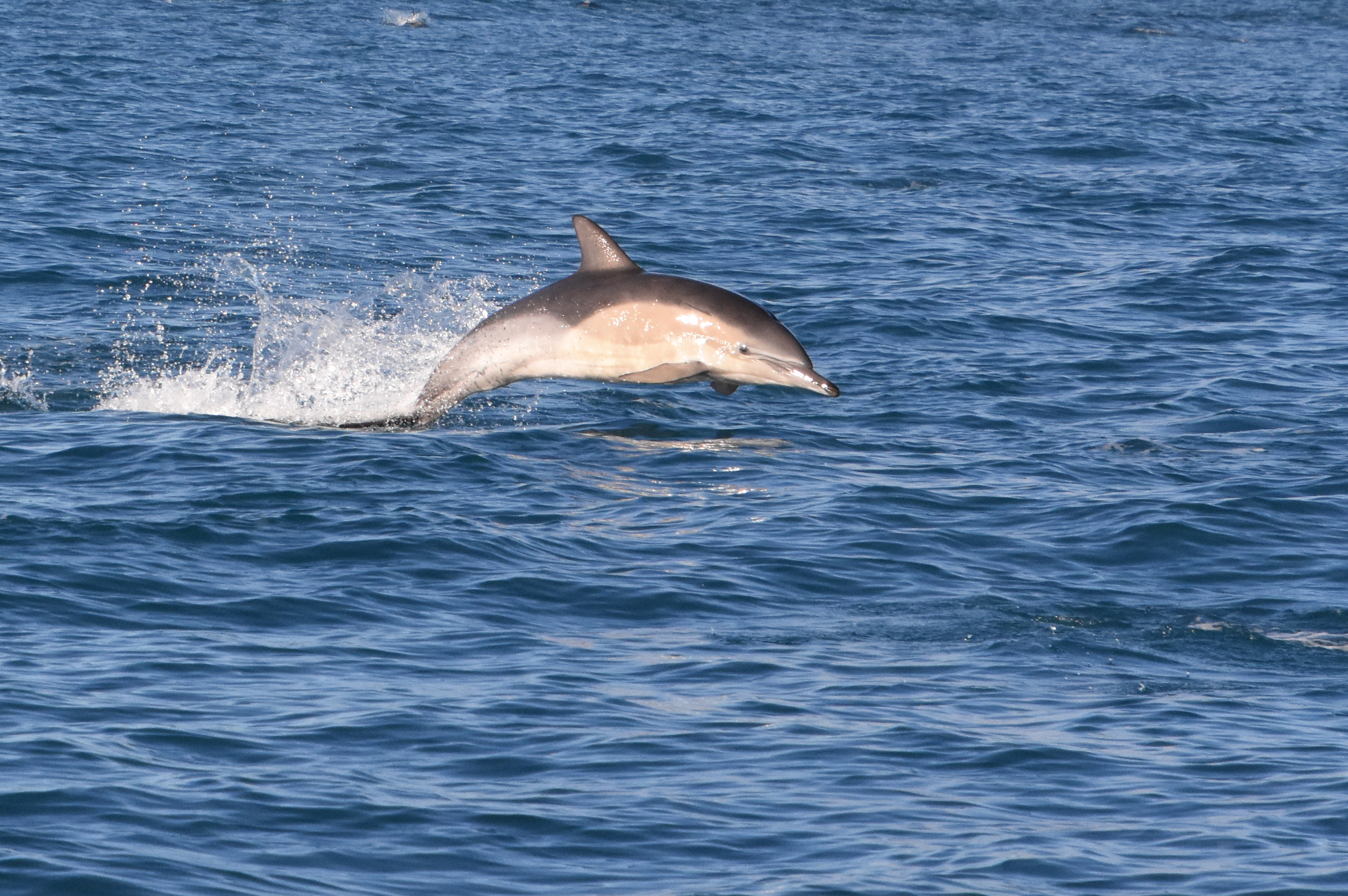Short-beaked common dolphin