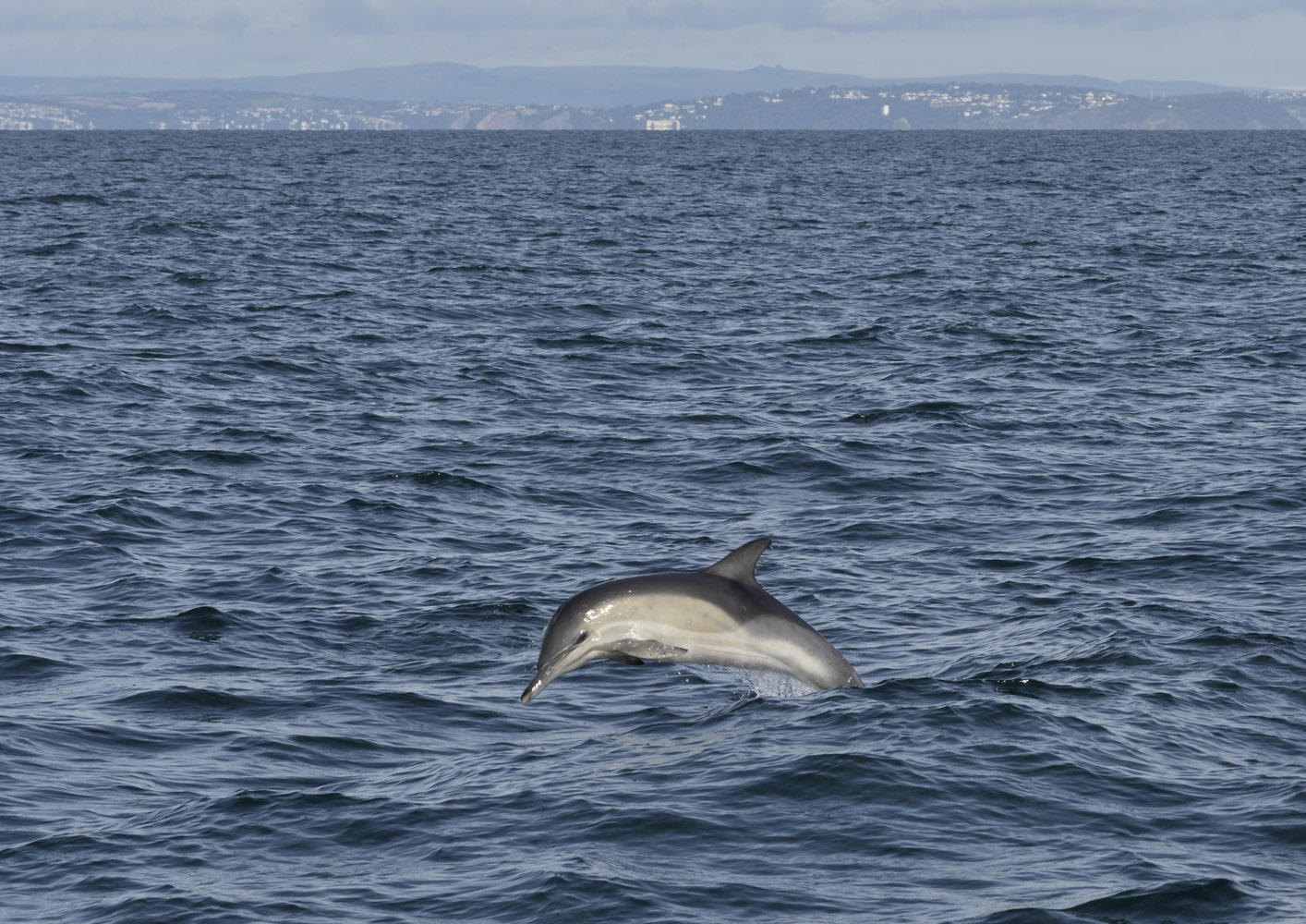 Short-beaked common dolphin