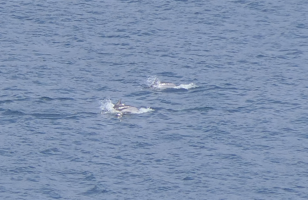 Short-beaked Common Dolphin