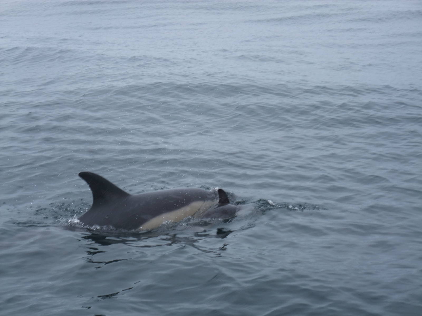 Short-beaked Common Dolphins - off Grassholm/the Smalls, 01/08/11