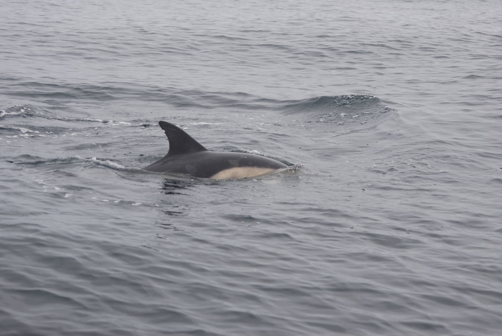 Short-beaked Common Dolphins - off Grassholm/the Smalls, 01/08/11