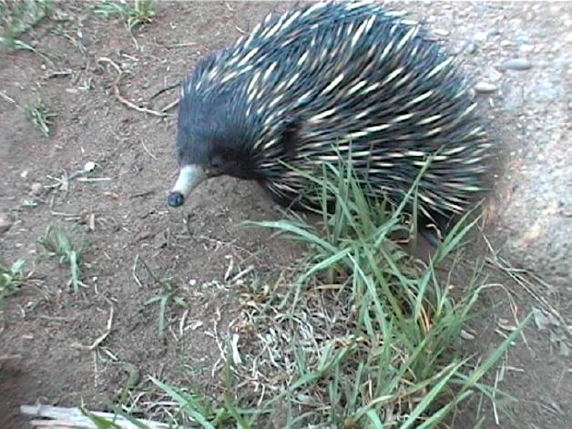 Short-beaked Echidna (2004)