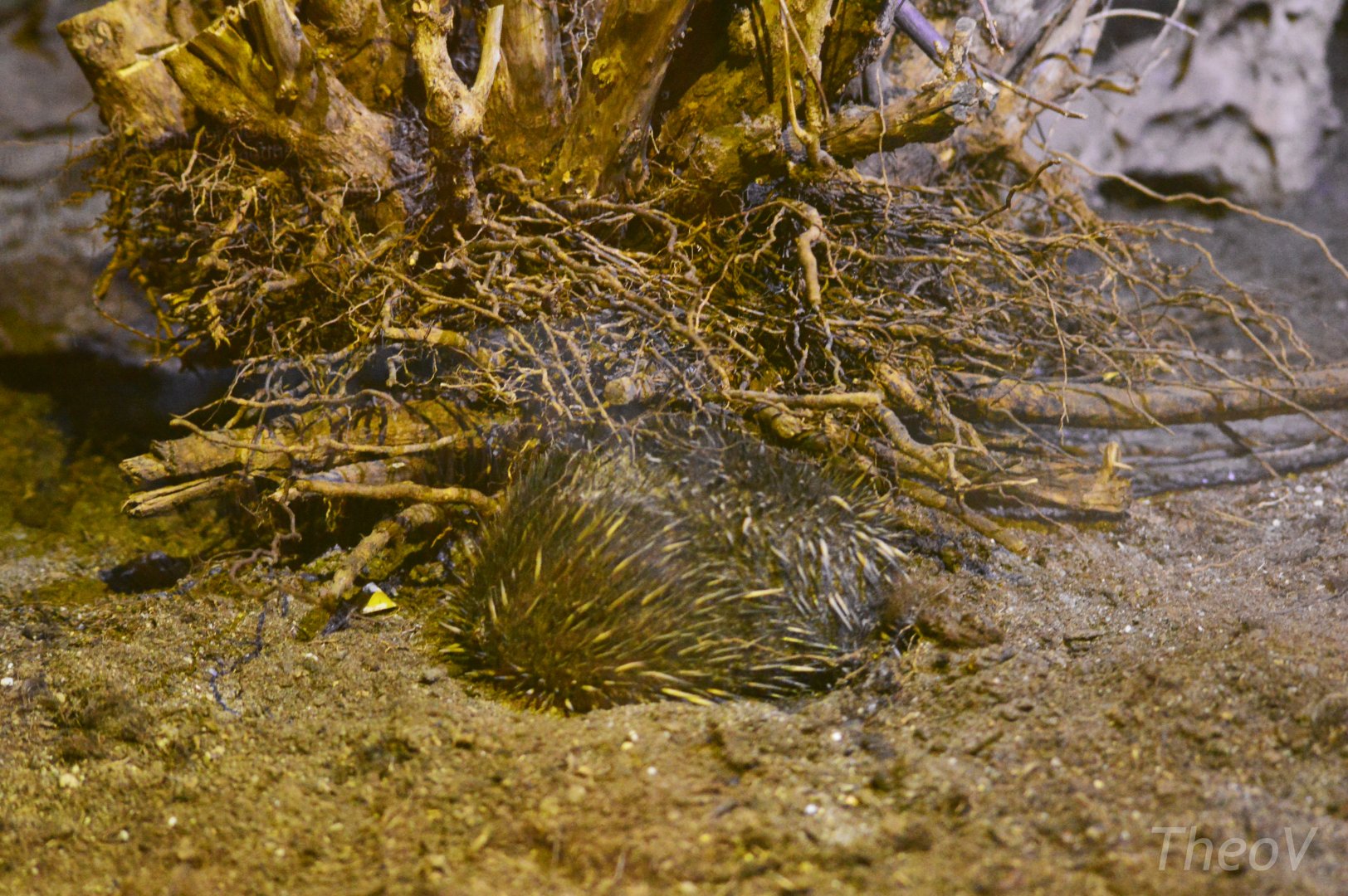 Short-beaked echidna [2017]