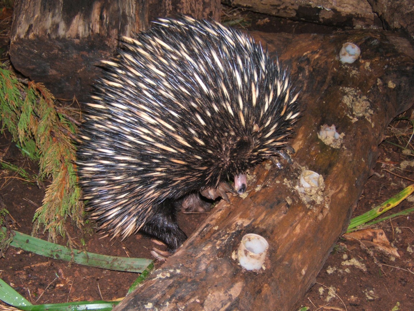 Short-beaked Echidna 30/07/2017