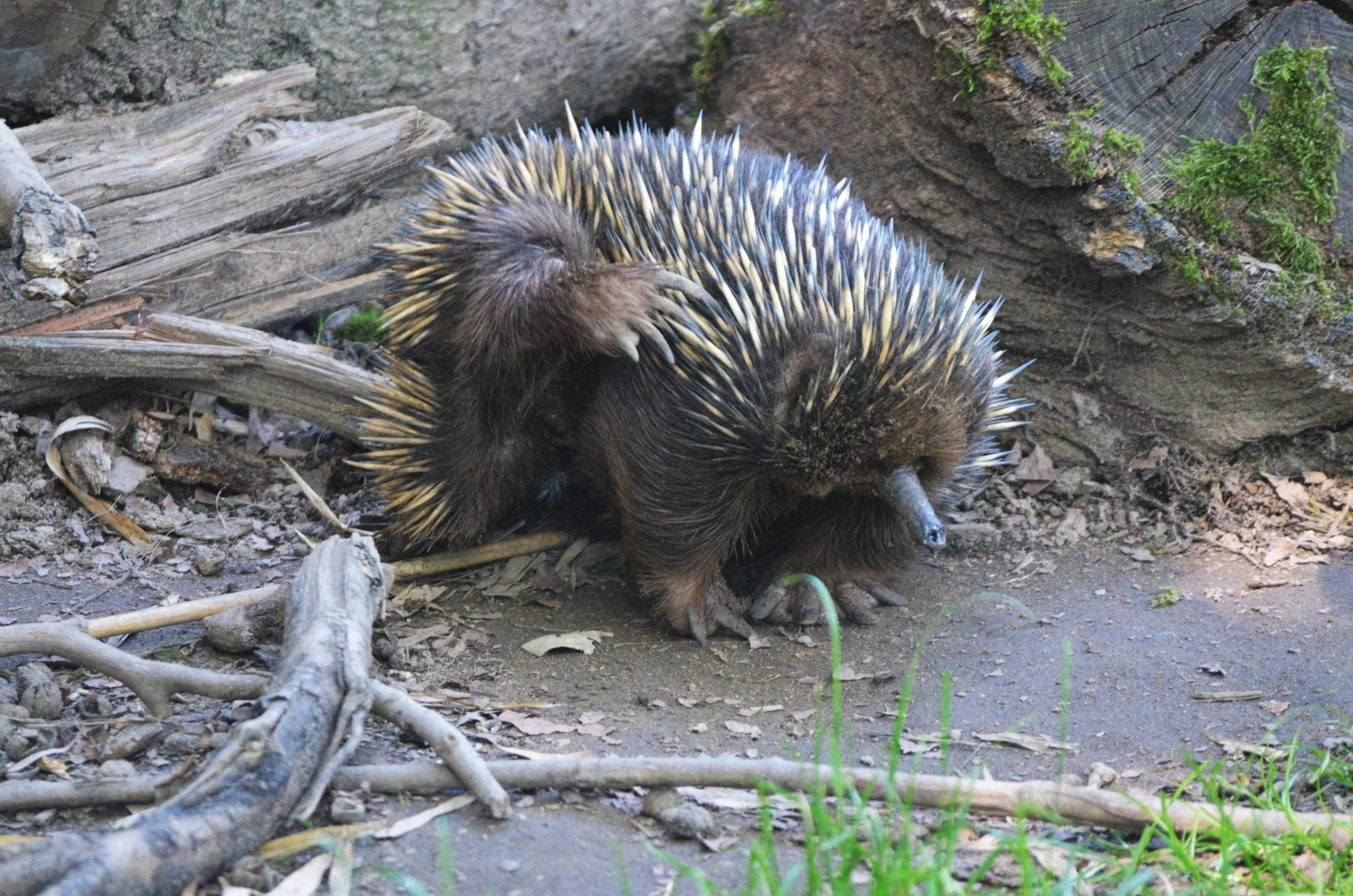 Short-beaked Echidna at Duisburg, 17/06/19