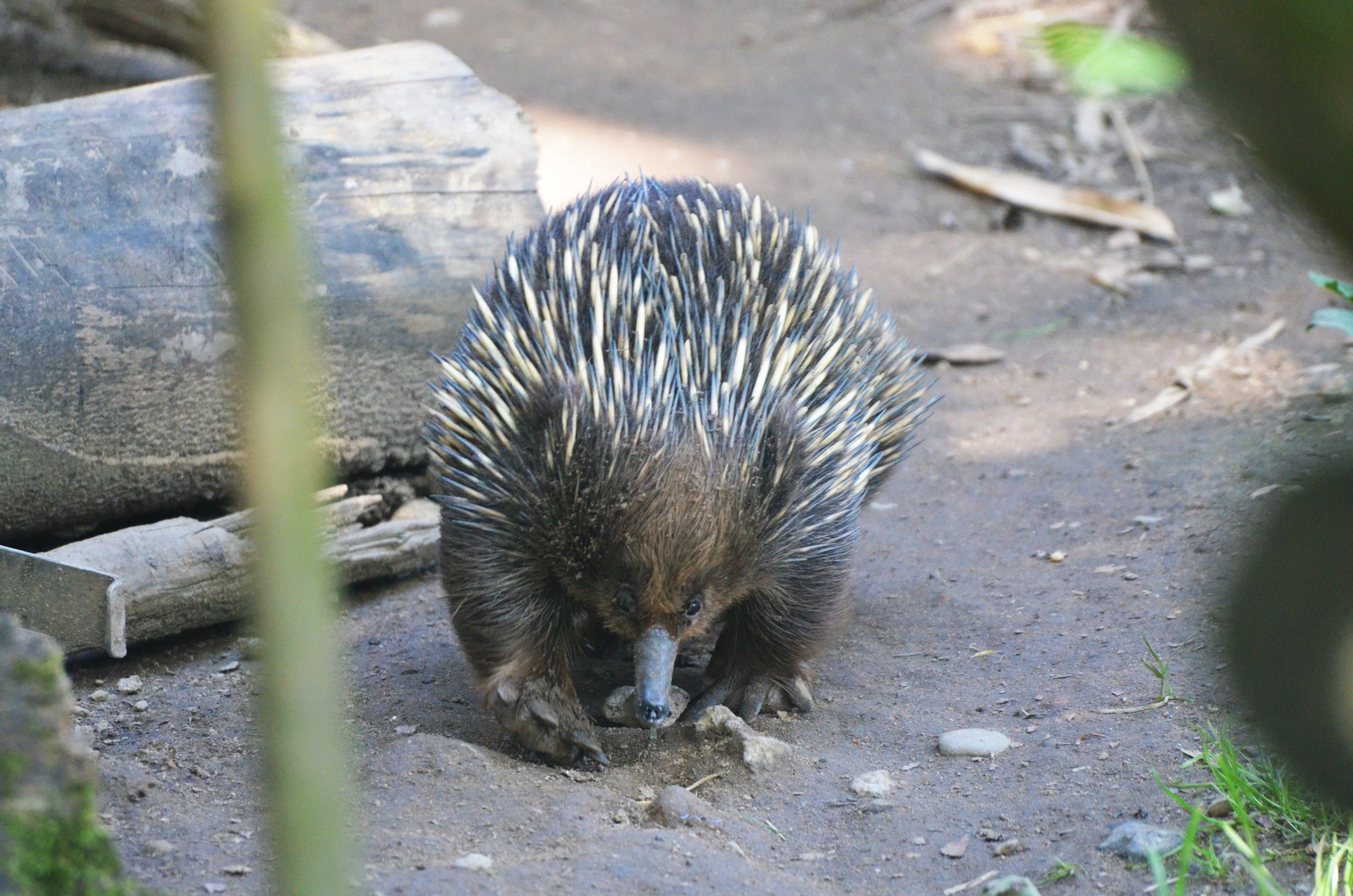 Short-beaked Echidna at Duisburg, 17/06/19