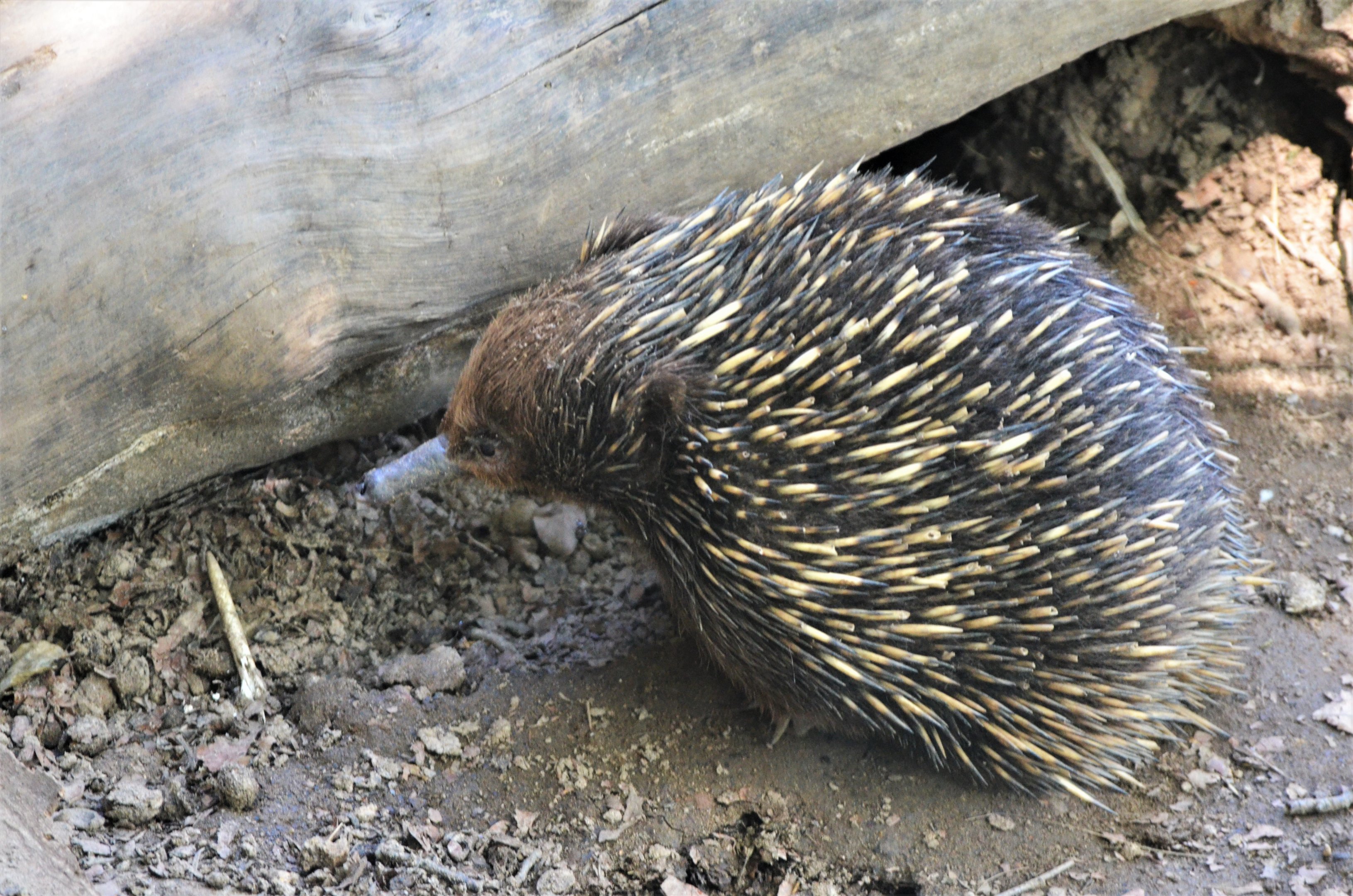 Short-beaked Echidna at Duisburg, 17/06/19