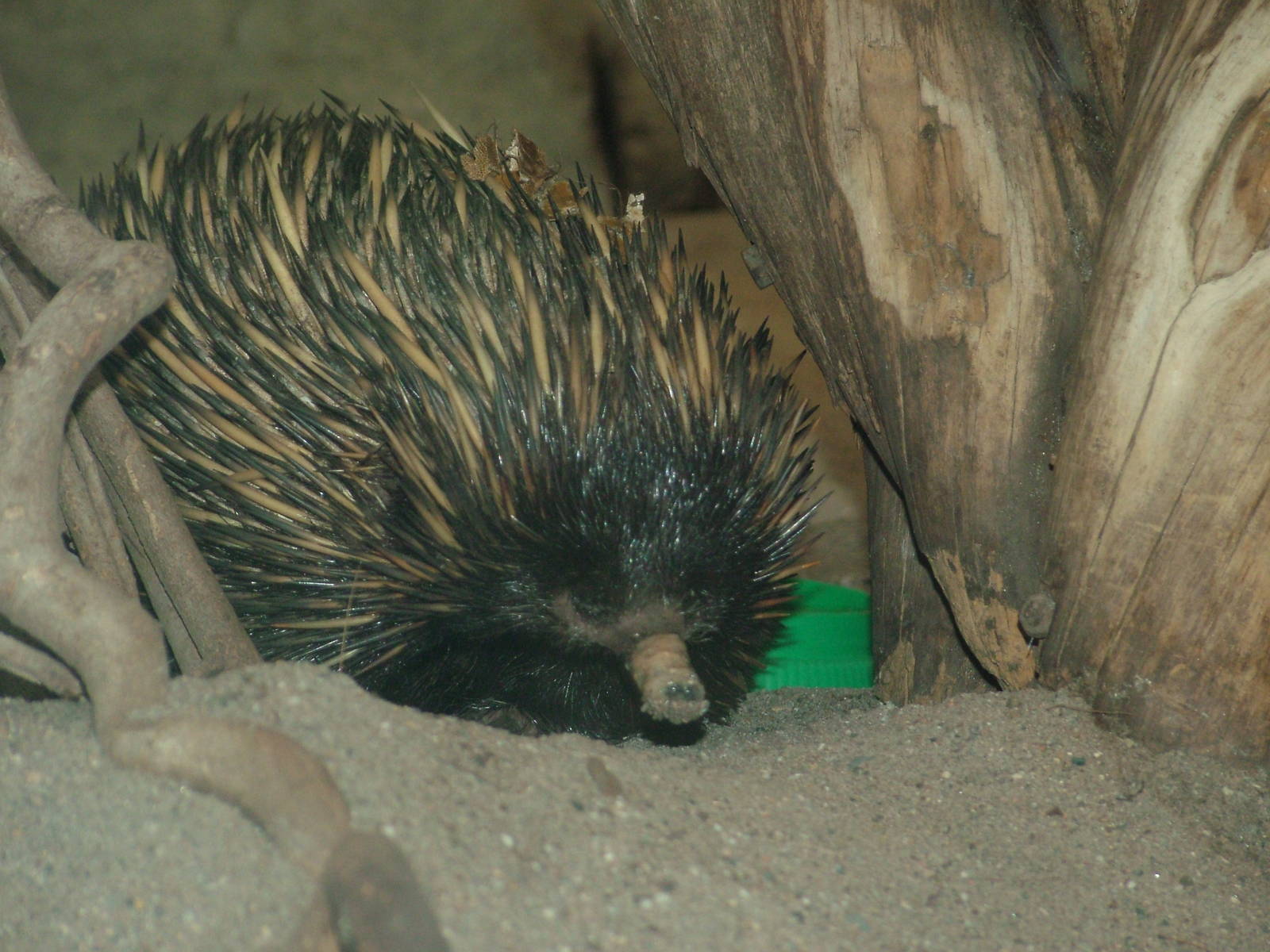 Short-beaked Echidna at Frankfurt 31/08/10