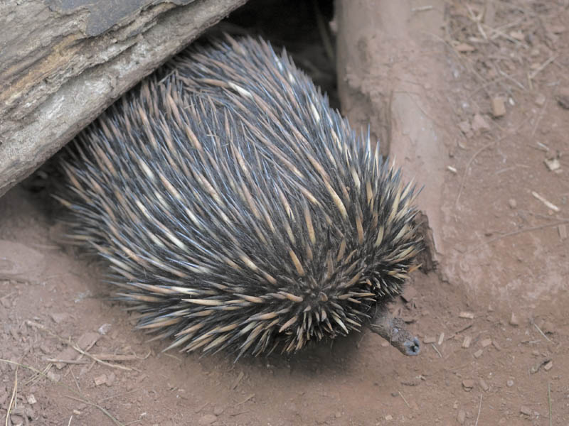 Short-beaked echidna at Paignton