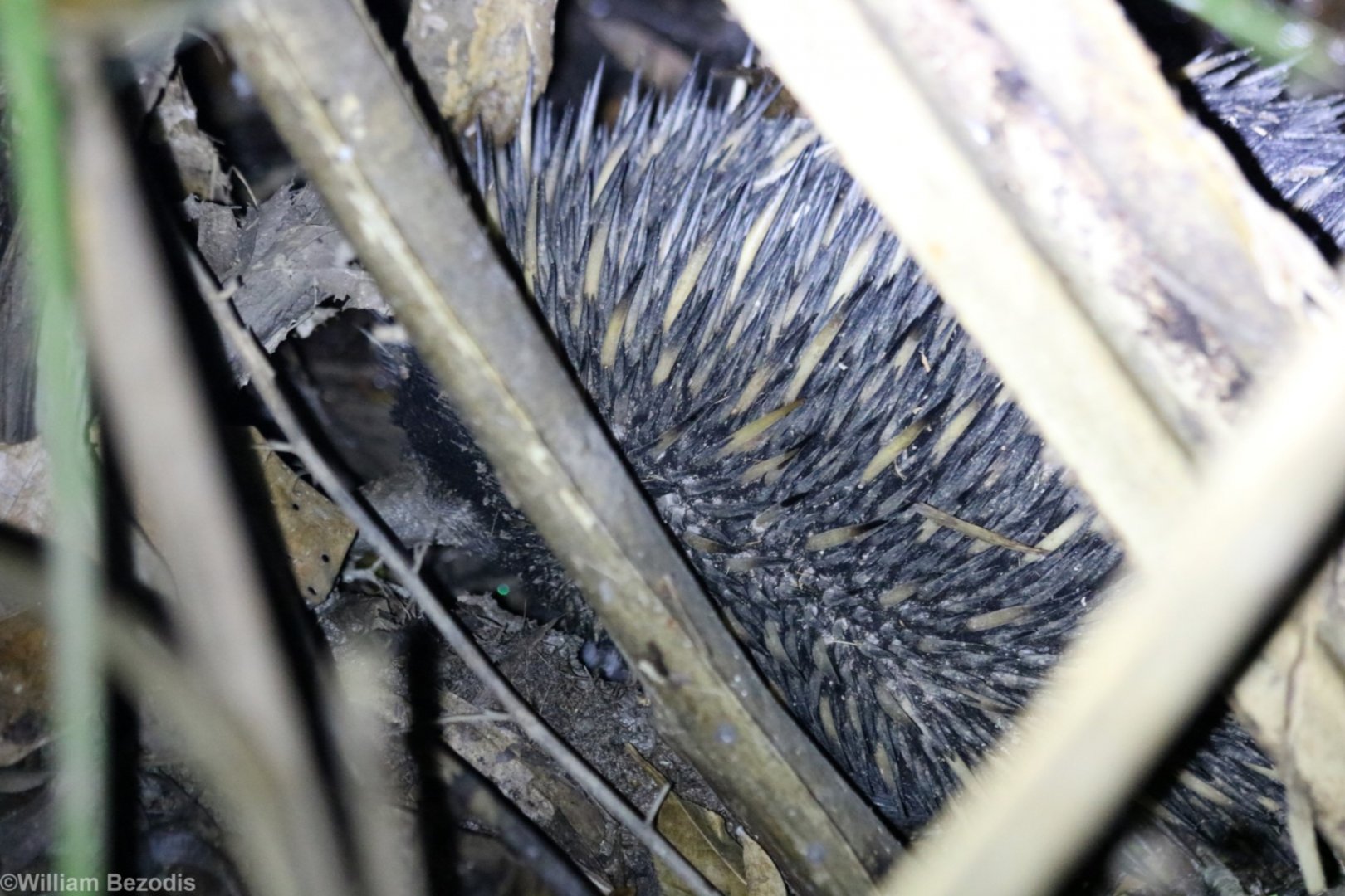 Short-beaked Echidna at the Cairns Botanic Garden