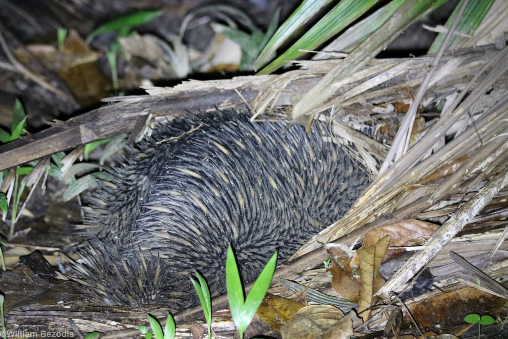 Short-beaked Echidna at the Cairns Botanic Garden