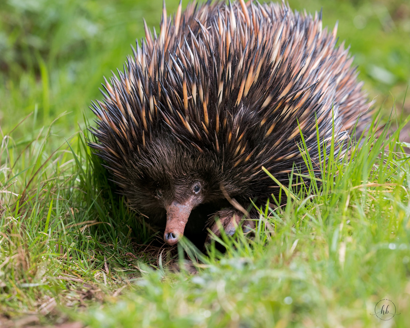 Short-beaked Echidna (Bruce) / Paignton / 18-3-23