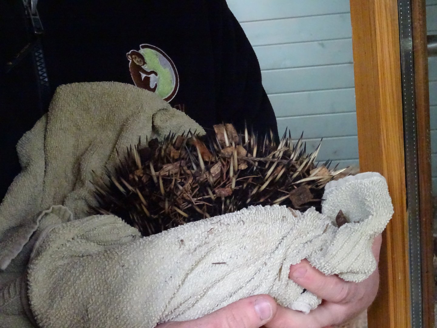 Short-Beaked Echidna close-up