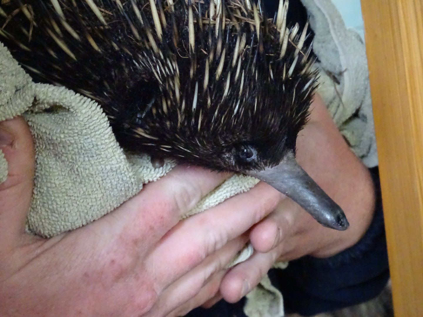Short-Beaked Echidna close-up