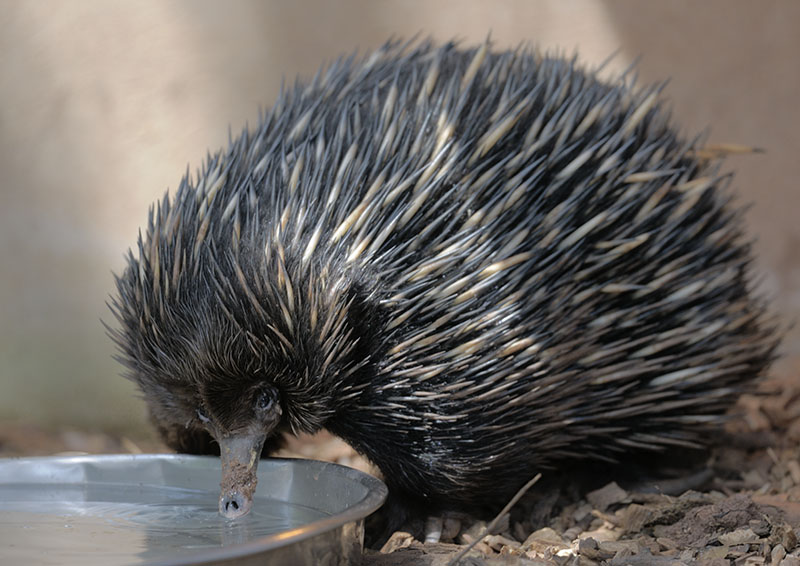 Short-beaked echidna drinking