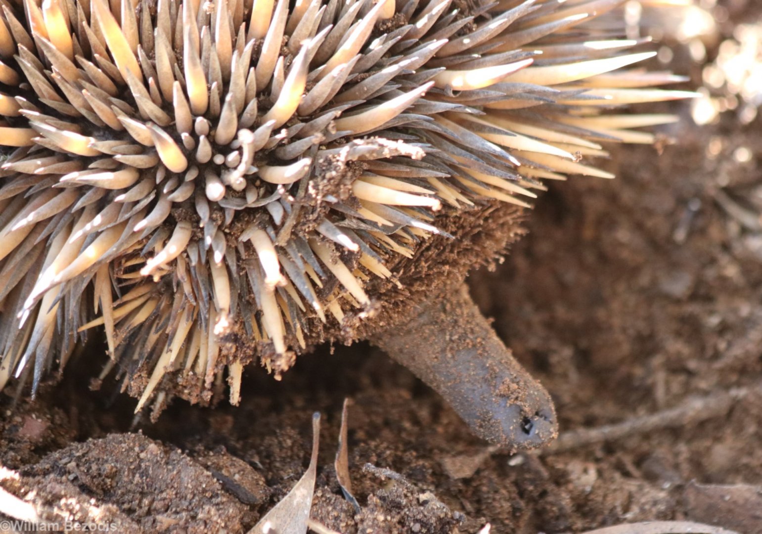Short-beaked Echidna - Dryandra