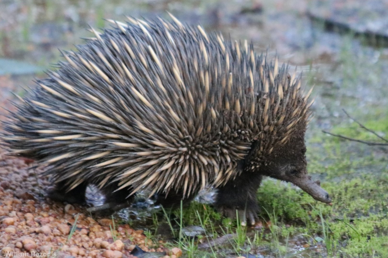 Short-beaked Echidna - Dryandra