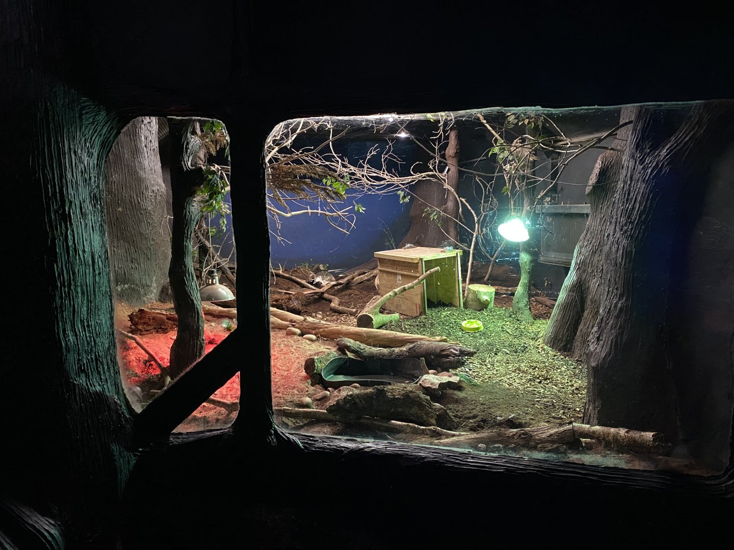 Short-beaked echidna enclosure 050120