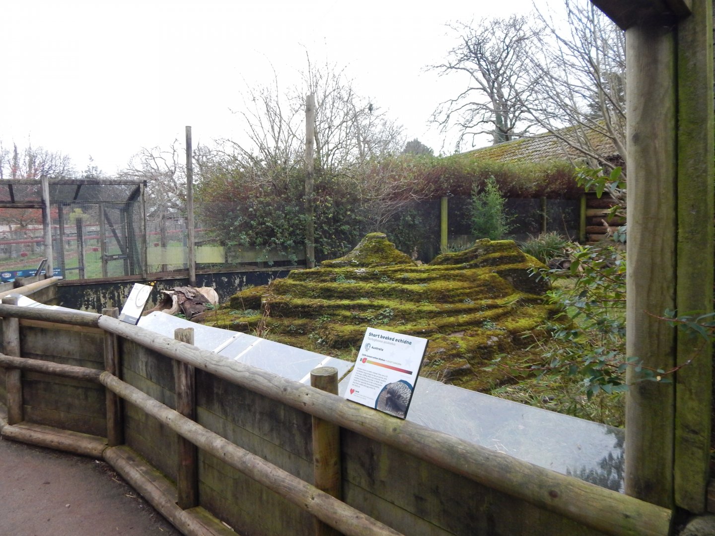Short-beaked echidna enclosure 050224