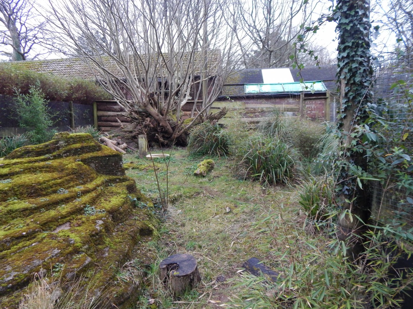 Short-beaked echidna enclosure 050224