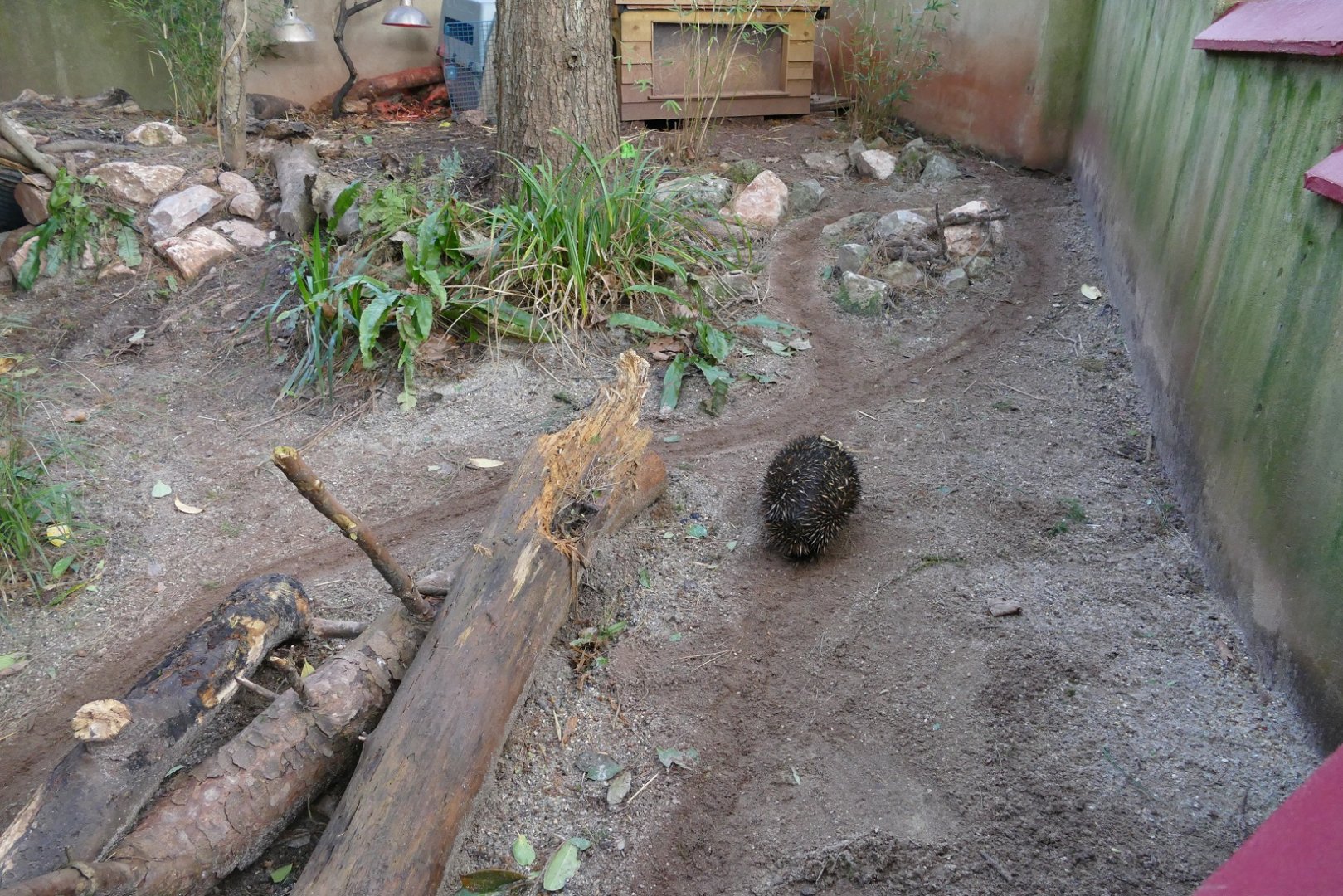 Short-beaked Echidna enclosure, February 2019