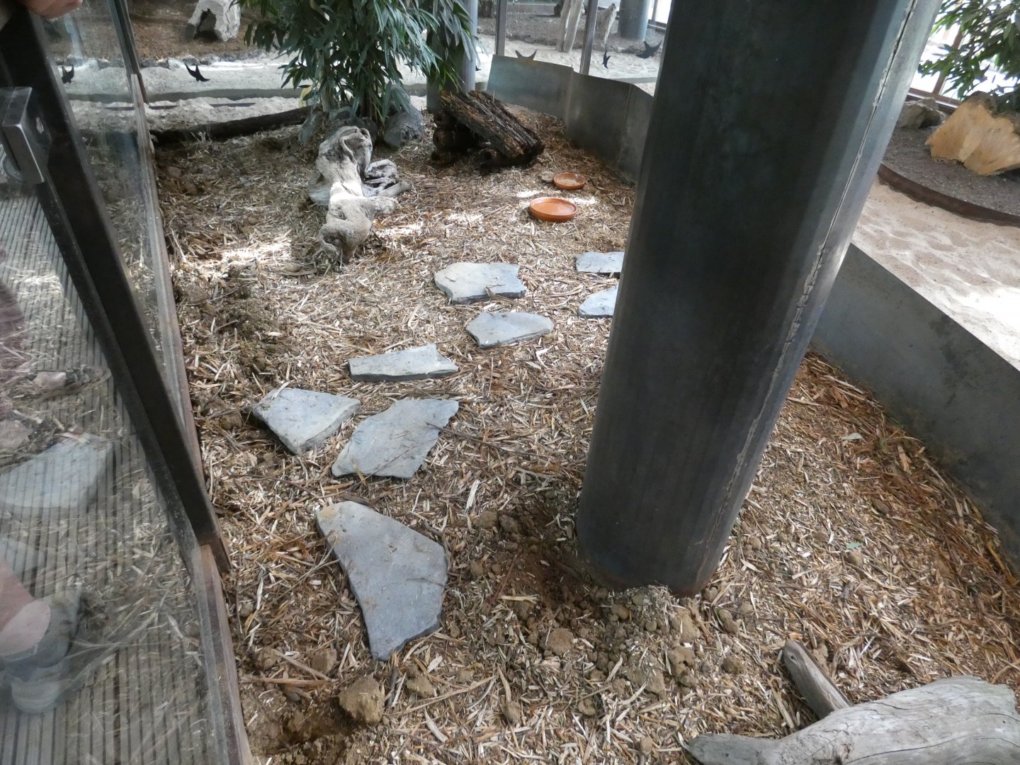 Short-beaked Echidna enclosure