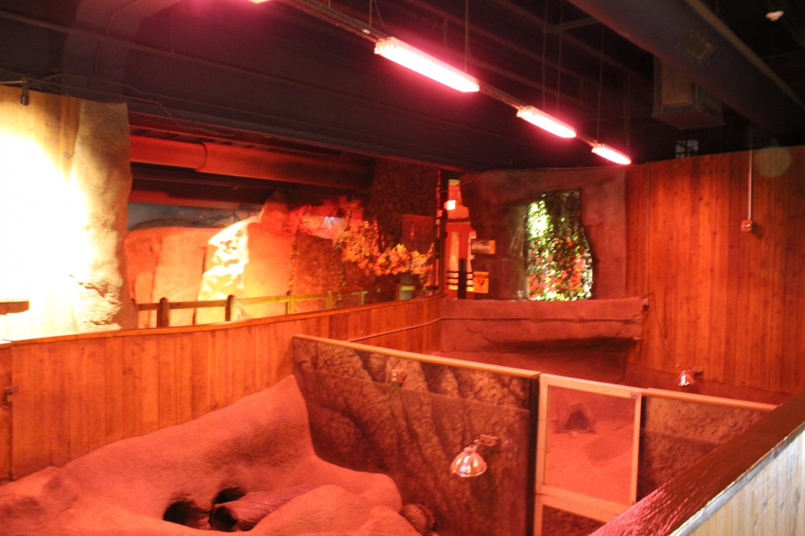 Short-beaked Echidna Exhibit - Australia House