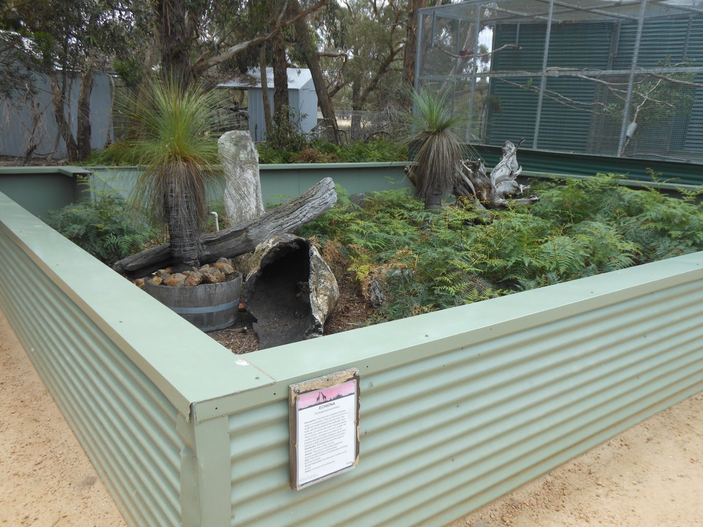 Short-beaked Echidna exhibit