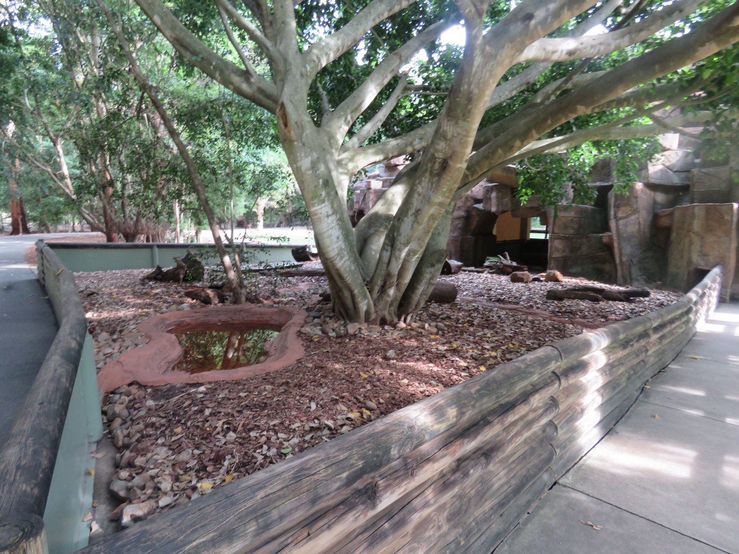 Short Beaked Echidna Exhibit