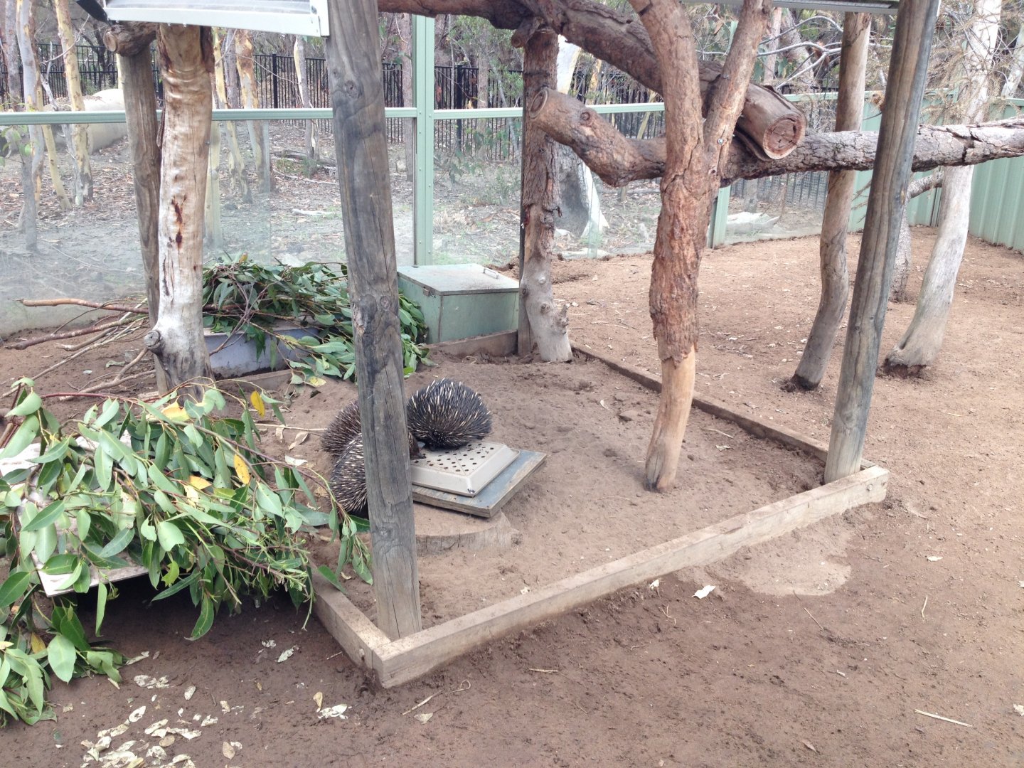 Short-beaked Echidna exhibit