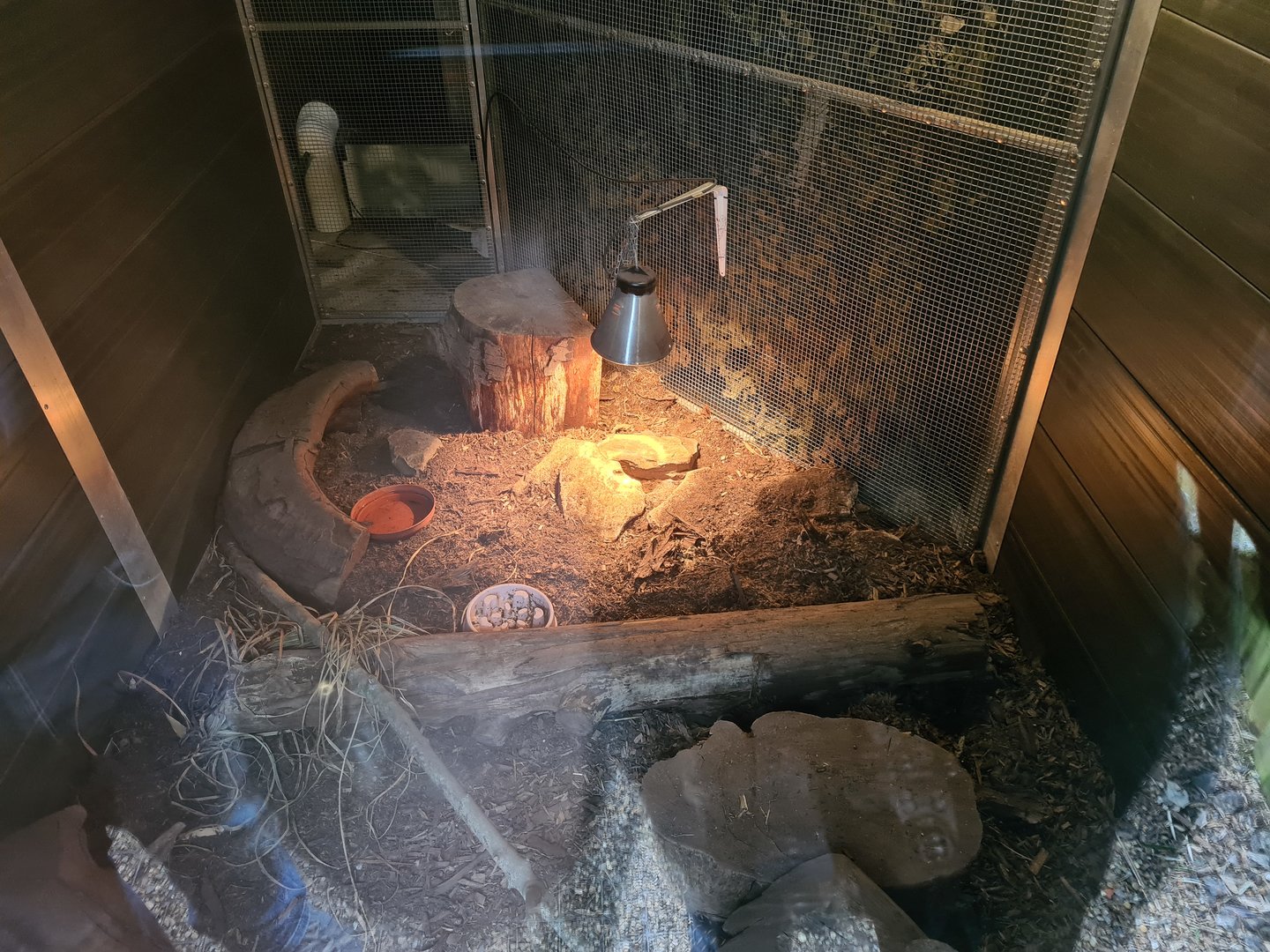 Short-beaked Echidna Exhibit