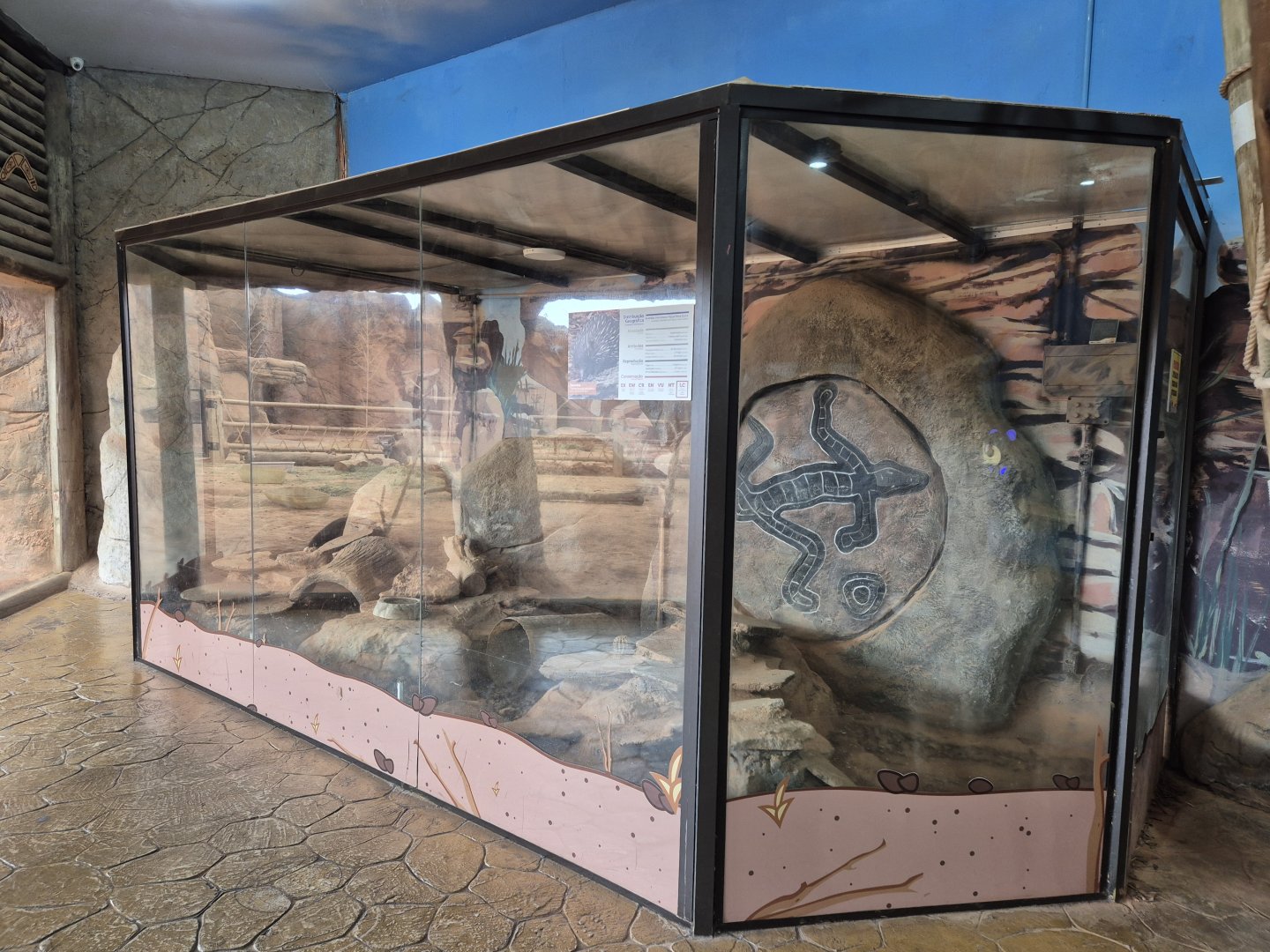 Short-beaked echidna exhibit