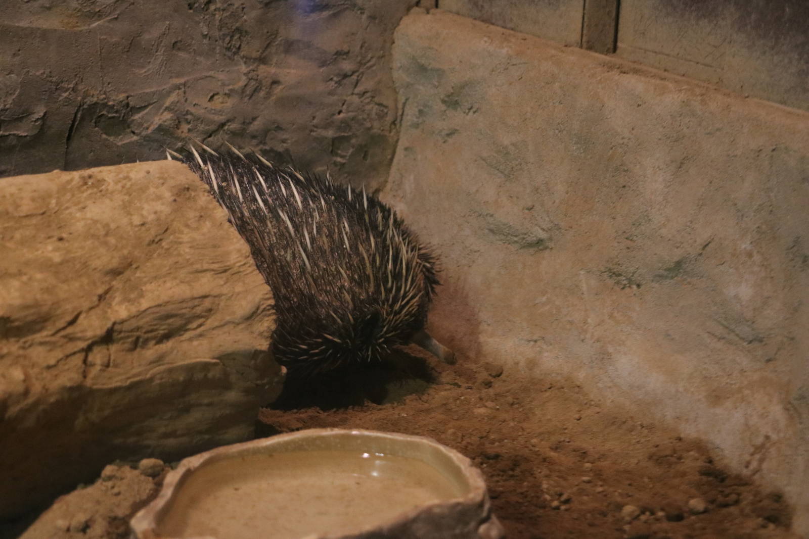 Short-beaked echidna, February 2016