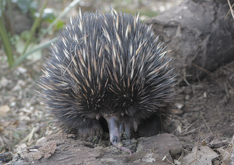 Short-beaked echidna feeding