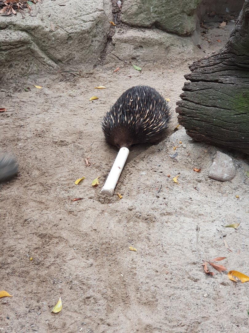 Short-beaked Echidna Feeding