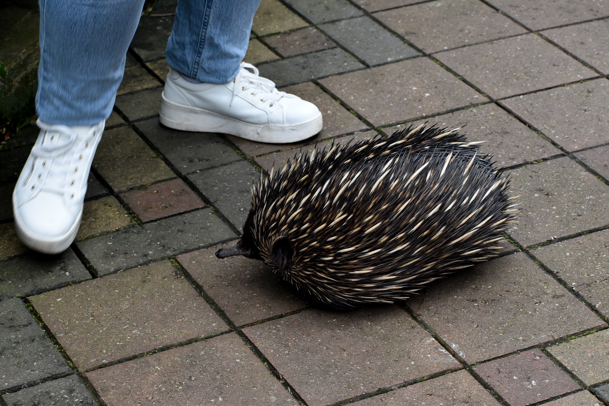 Short-beaked Echidna - free-ranging in walkthrough aviary