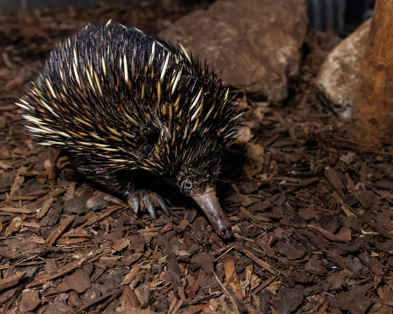 Short-beaked Echidna / Hamerton / 24-4-22