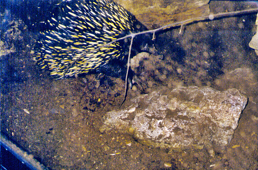 Short-beaked echidna (historical photo)
