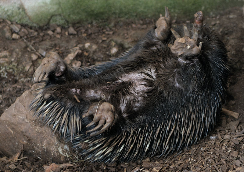 Short-beaked echidna in original pose