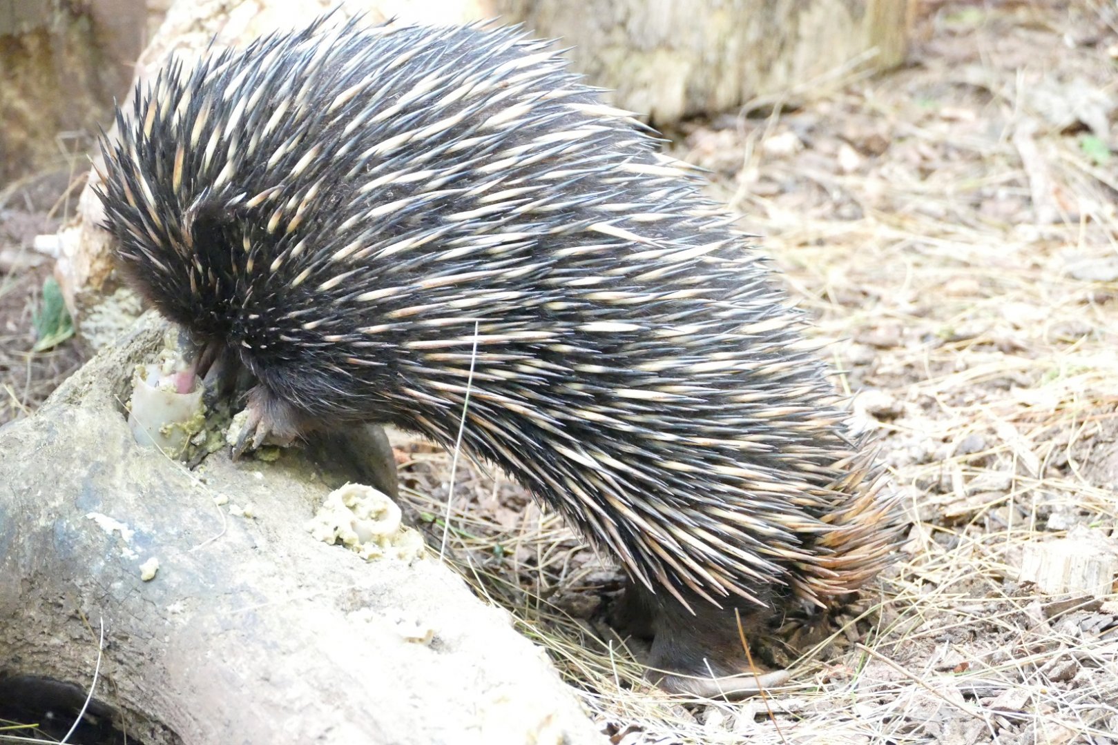 Short-beaked echidna, June 2018
