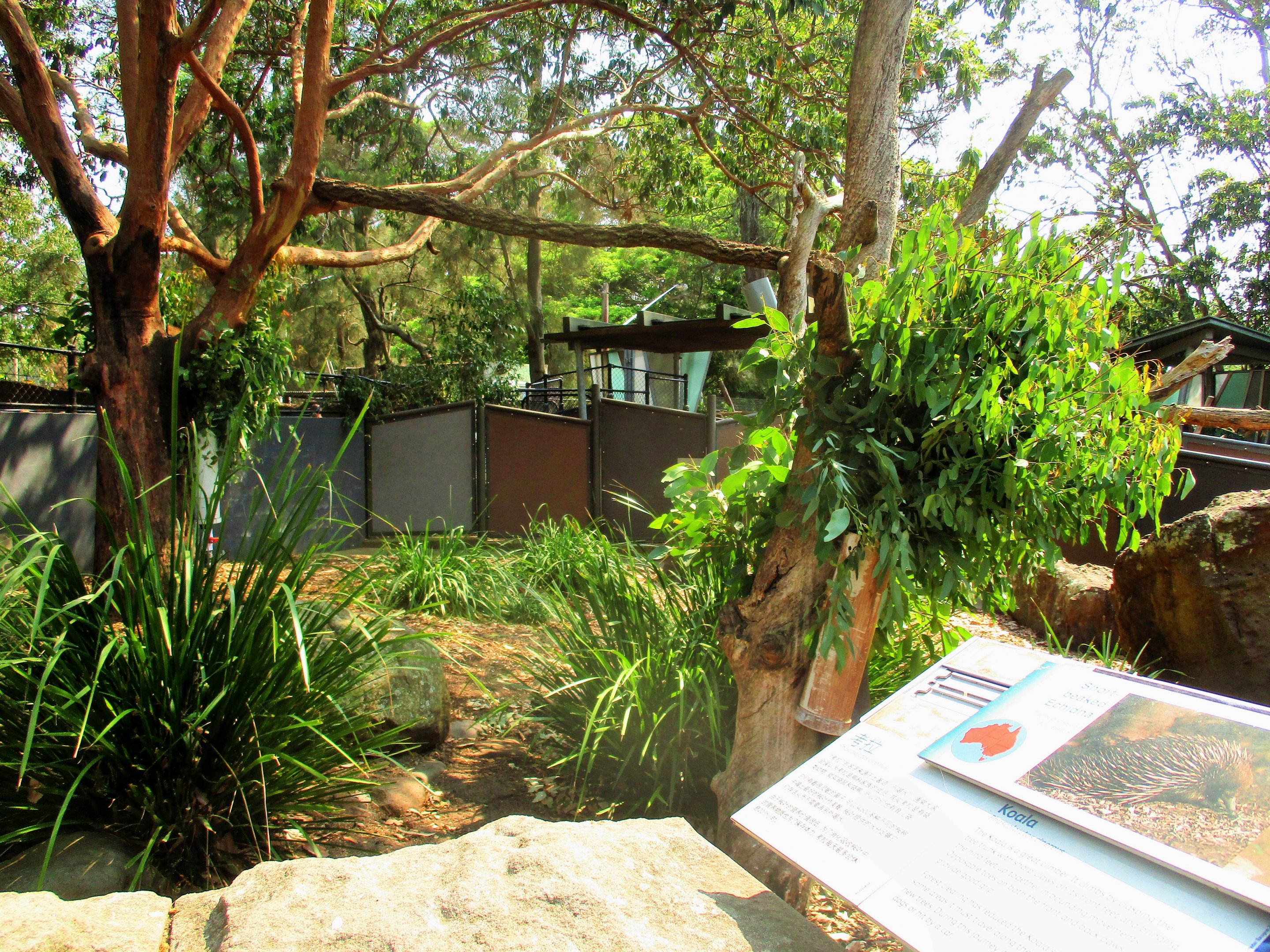 Short-beaked Echidna/ Koala Enclosure
