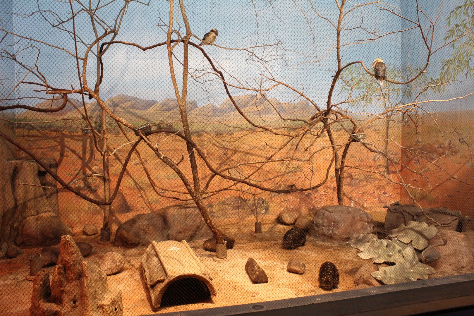 Short-beaked Echidna & Kookaburra Exhibit - Australia House