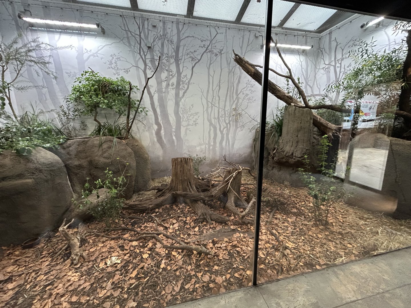 Short-beaked Echidna & Long-nosed Potoroo Exhibit - Darwin Crater