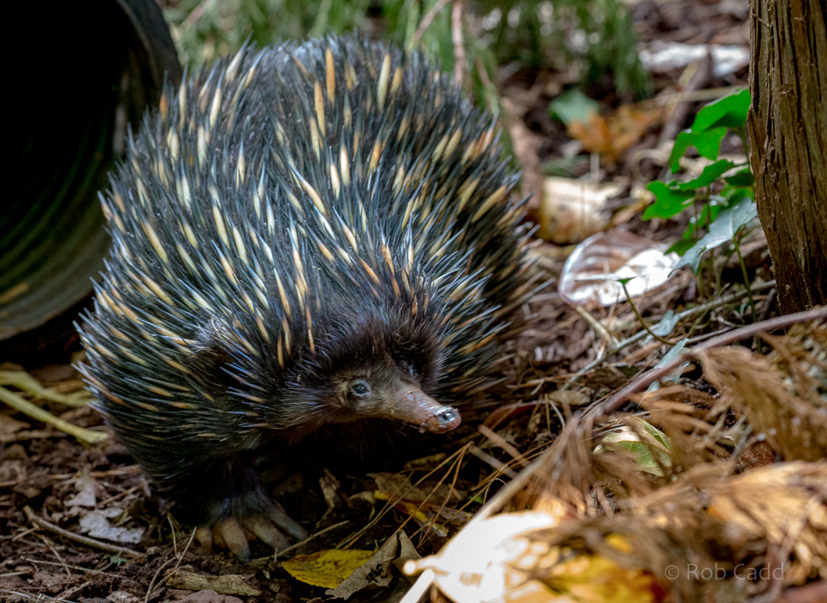 Short-beaked echidna : Paignton : 17 Oct 2016